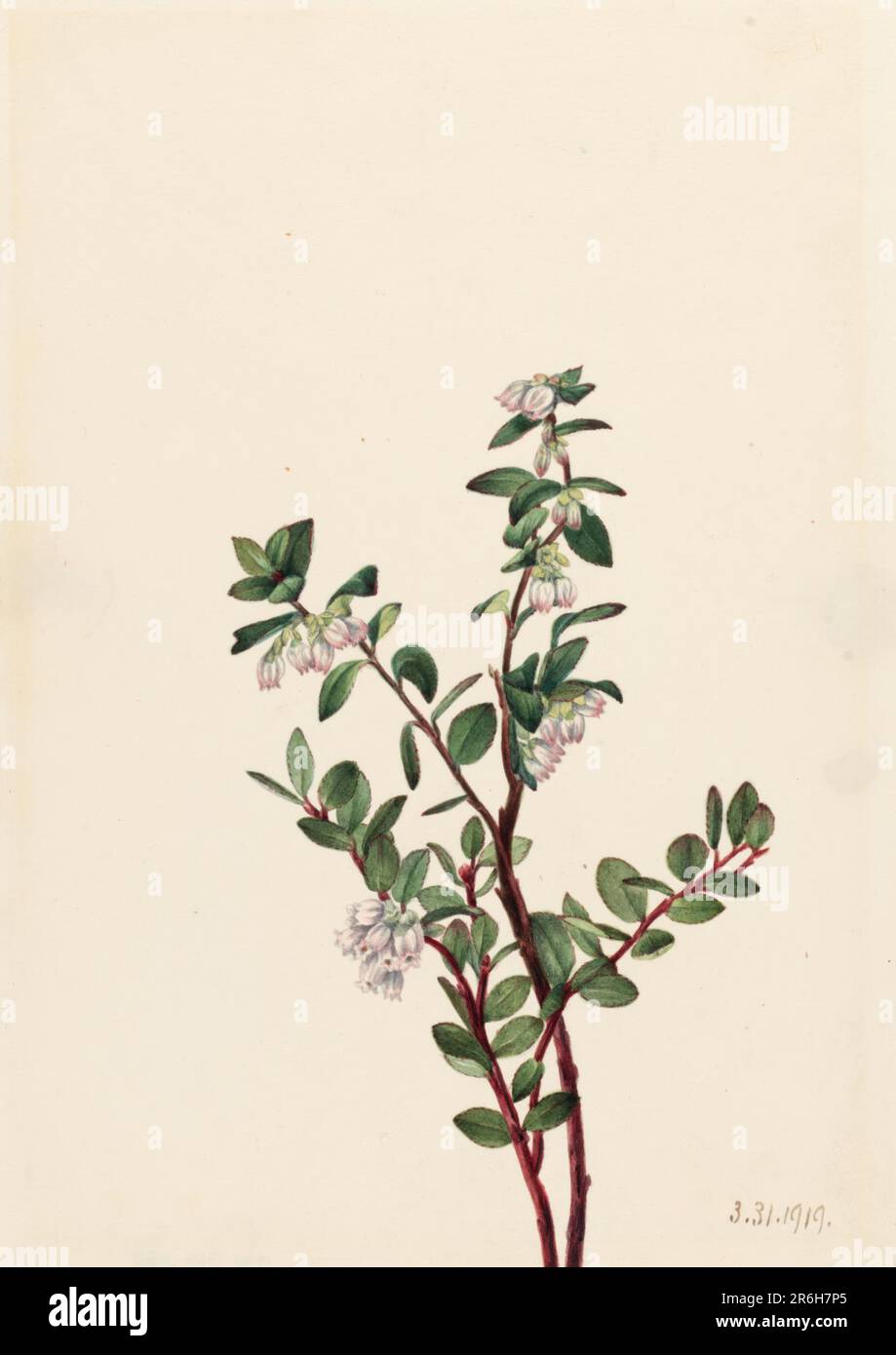 Box Huckleberry (Gaylussacia brachycera). Date: 1919. Watercolor on paper. Museum: Smithsonian American Art Museum. Stock Photo