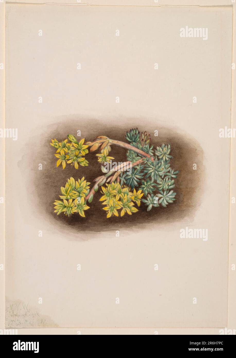 Yellow Stonecrop (Sedum stenopetalum). Date: 1922. Watercolor on paper. Museum: Smithsonian American Art Museum. Stock Photo