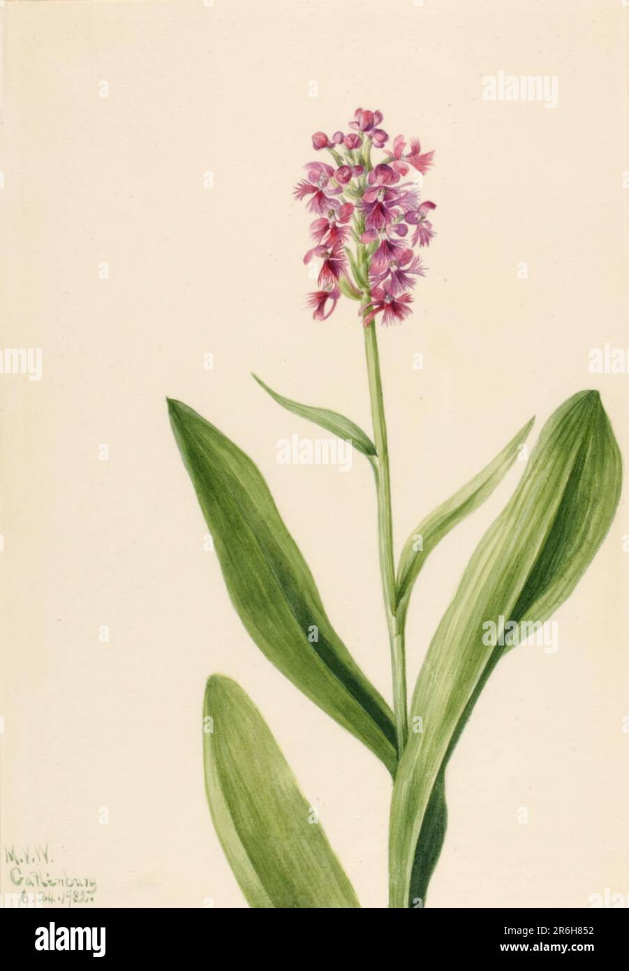 Small Purple Fringe Orchid (Habenaria psychodes). Date: 1932. Watercolor on paper. Museum: Smithsonian American Art Museum. Stock Photo