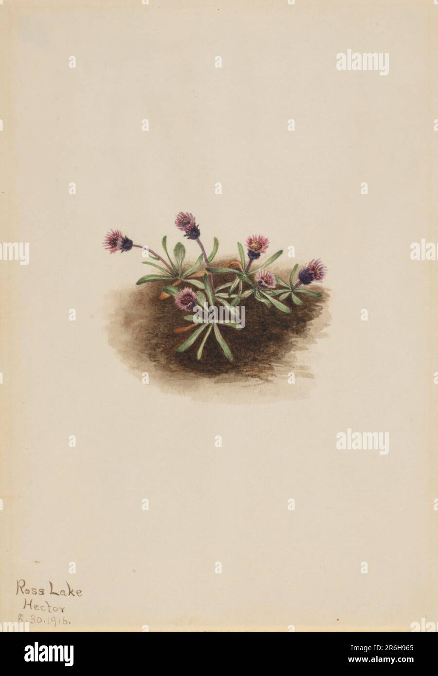Alpine Fleabane (Erigeron unalaschcensis). Date: 1916. Watercolor on paper. Museum: Smithsonian American Art Museum. Stock Photo