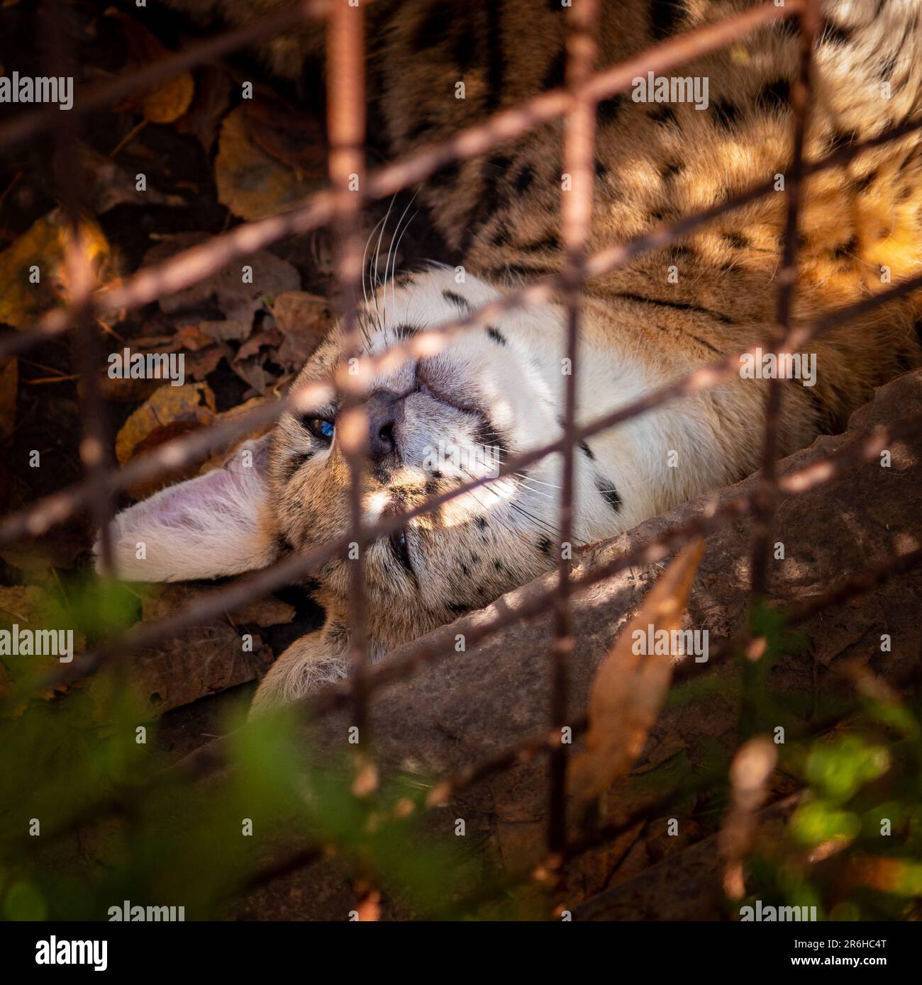 A black and white striped domestic cat resting peacefully in a garden ...