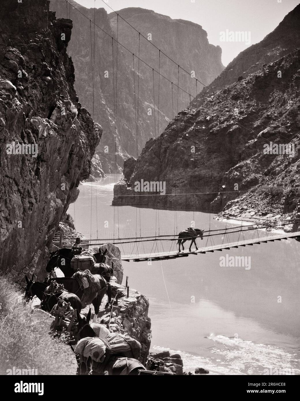 1920s PACK MULES ONEATATIME CROSSING BLACK CABLE SUSPENSION BRIDGE OVER COLORADO RIVER IN