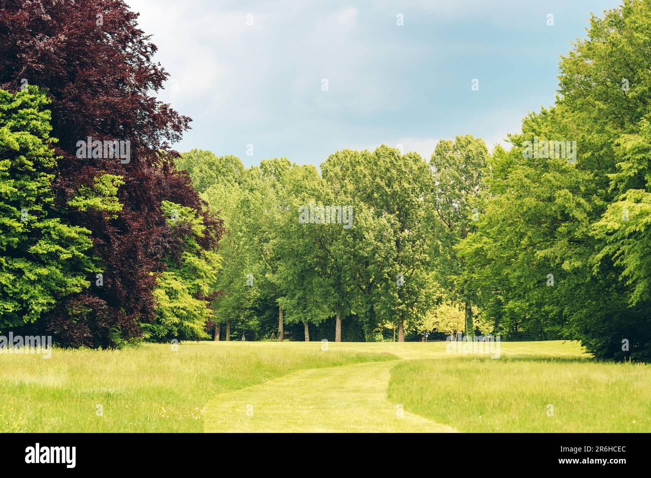 Nature background with summer green park, trees and fresh grass Stock ...