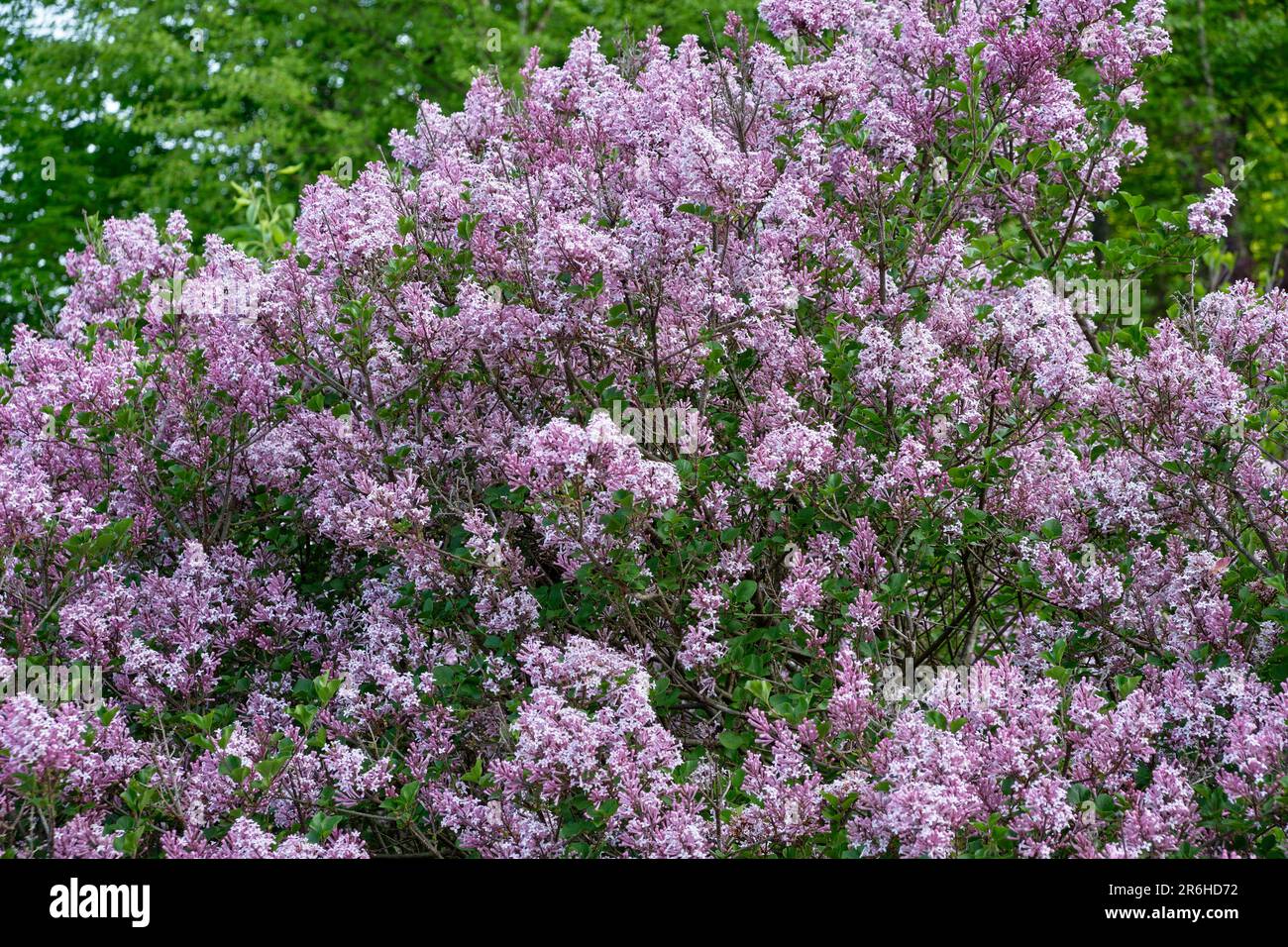 close-up-of-dwarf-lilac-syringa-meyerii-palibin-during-peak-bloom