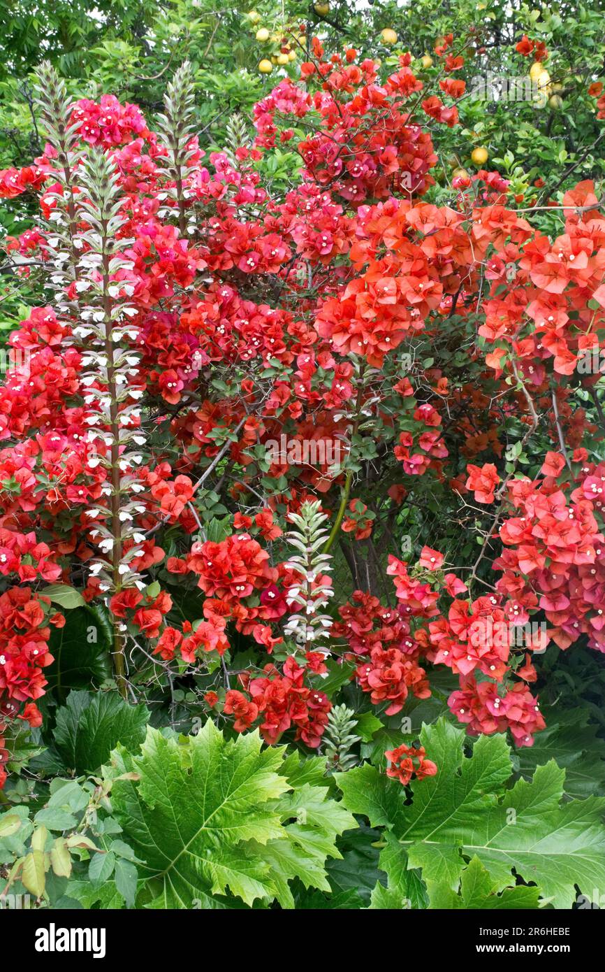 Outdoor perennial bougainvillea plant blossoms into colorful golden red flowers in the Spring and autumn Stock Photo