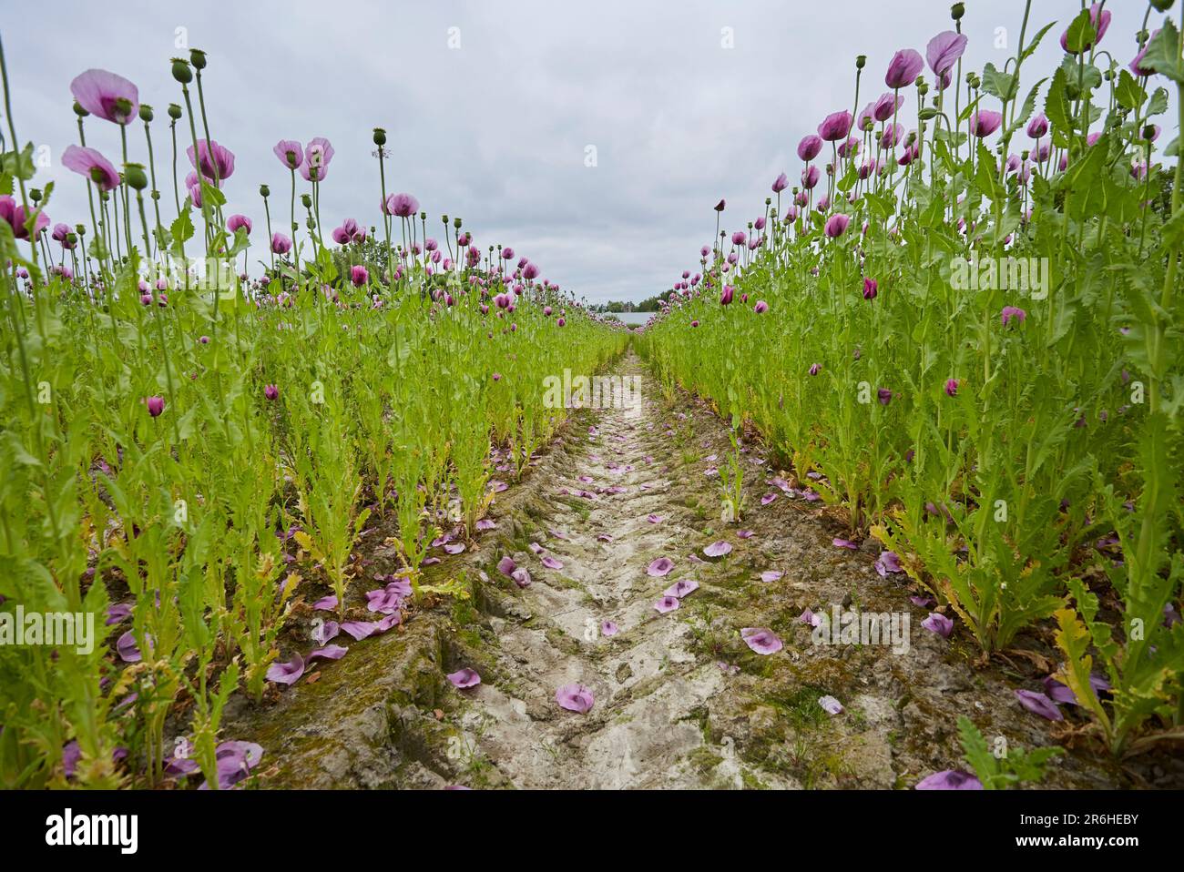 Lila Mohn Feld bei Bad Salzufeln in der Blütezeit, Papaver, Papaver ...