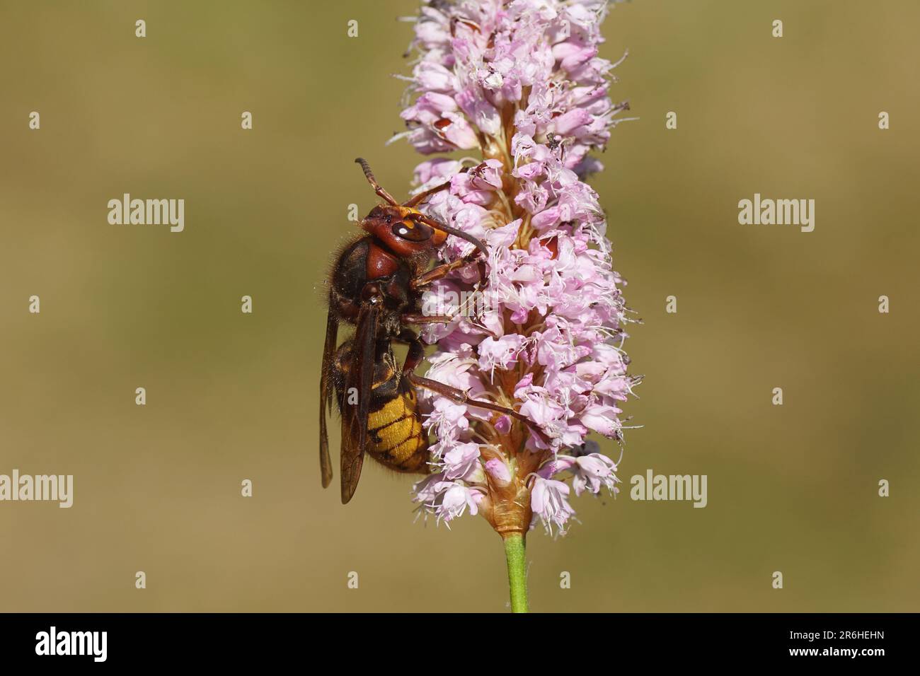 Queen European hornet (Vespa crabro), family Vespidae) on flowers of bistort (Bistorta officinalis, synonym Persicaria bistorta), dock family Stock Photo