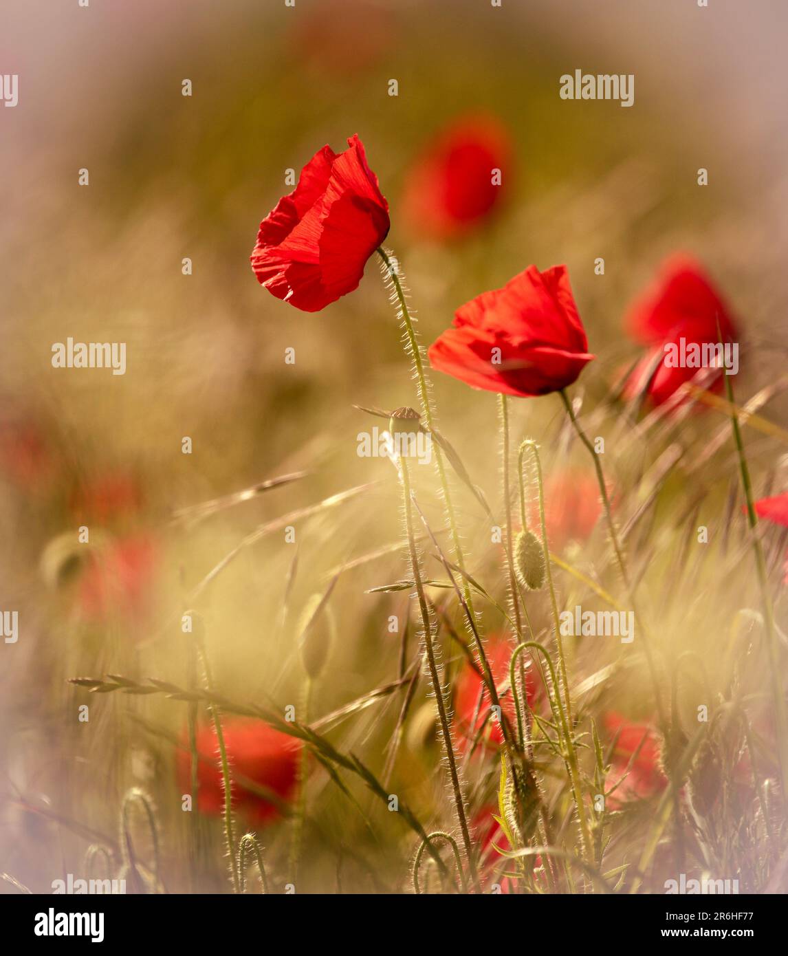 Monet type poppies hi-res stock photography and images - Alamy