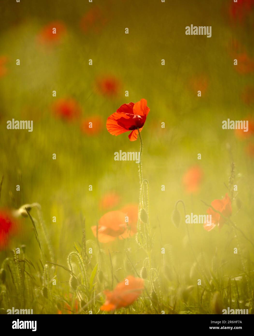 Monet type poppies hi-res stock photography and images - Alamy