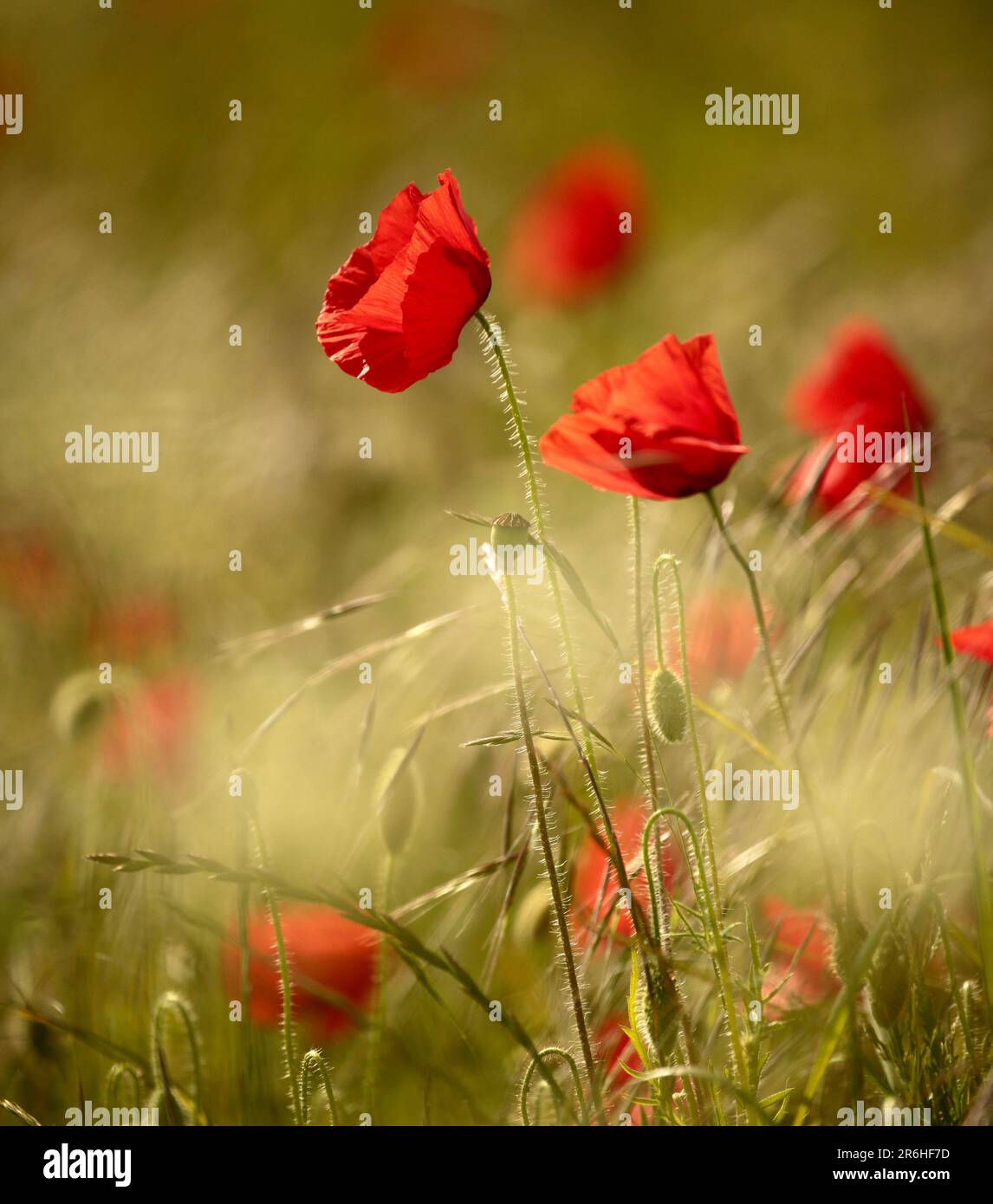 Monet type poppies hi-res stock photography and images - Alamy