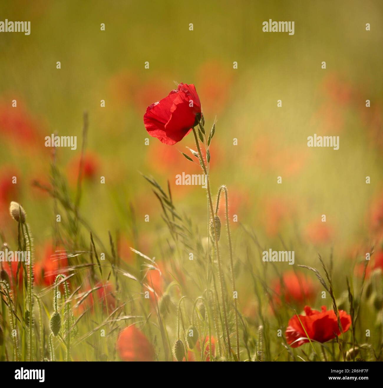 Monet type poppies hi-res stock photography and images - Alamy
