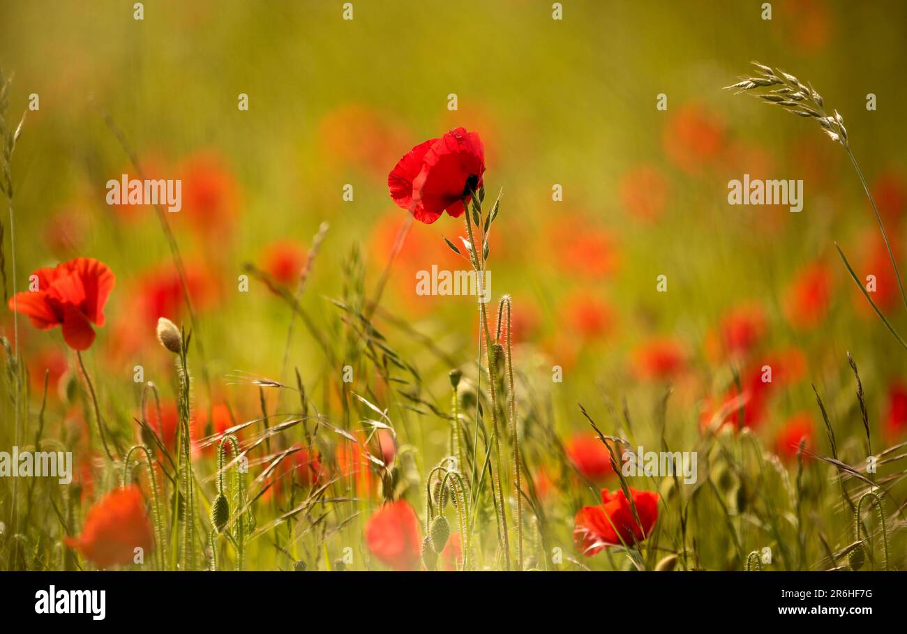 Monet type poppies hi-res stock photography and images - Alamy