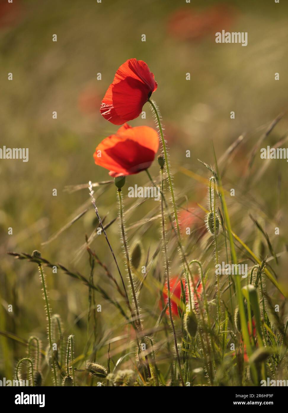 Monet type poppies hi-res stock photography and images - Alamy