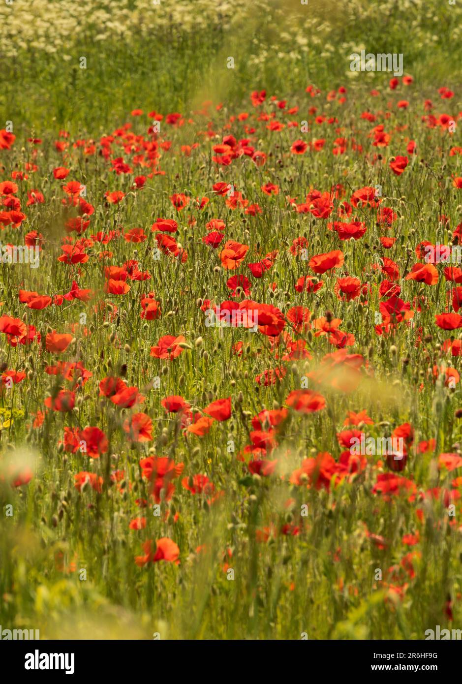 Monet type poppies hi-res stock photography and images - Alamy