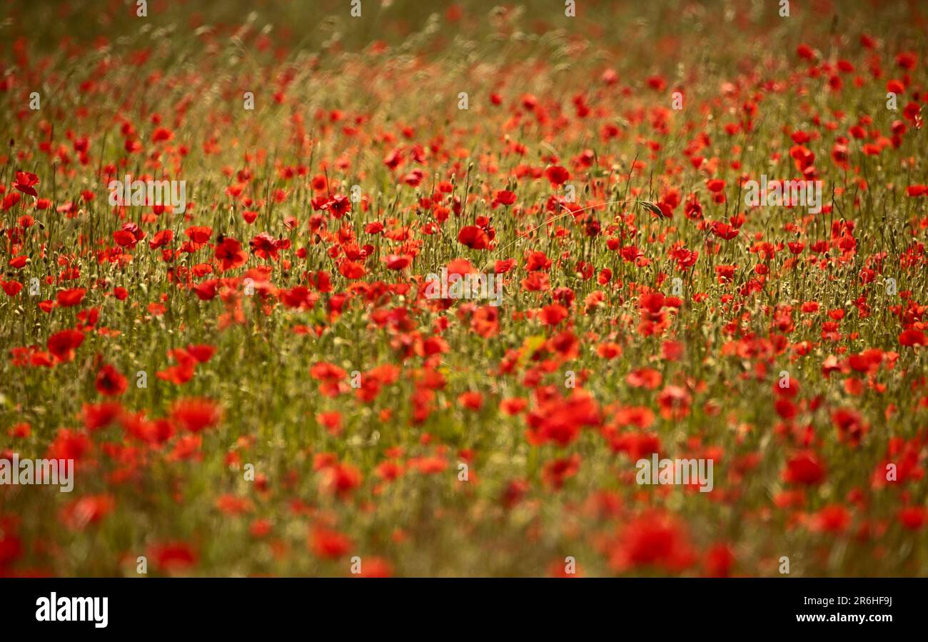 Monet type poppies hi-res stock photography and images - Alamy