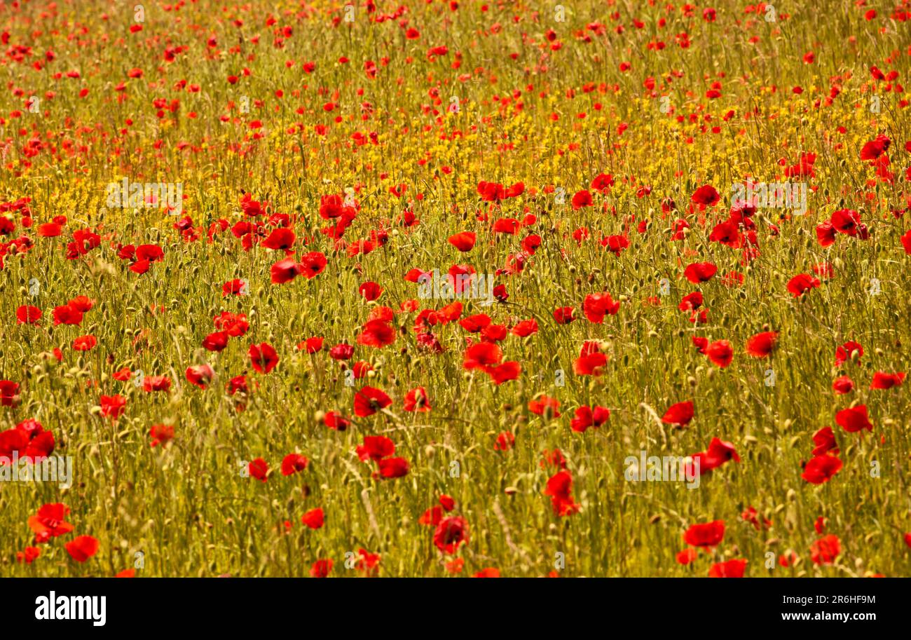 Monet type poppies hi-res stock photography and images - Alamy