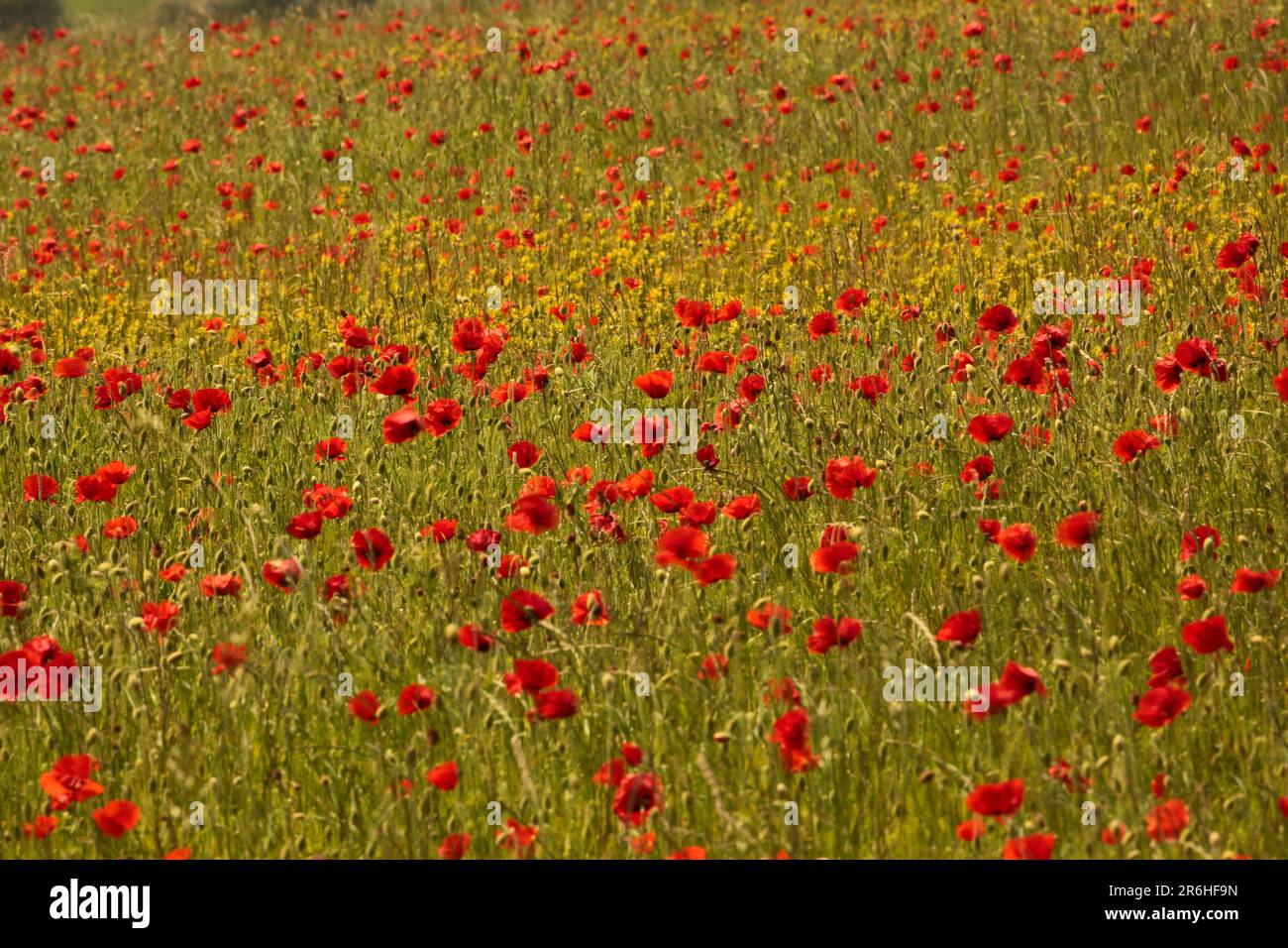 Monet type poppies hi-res stock photography and images - Alamy