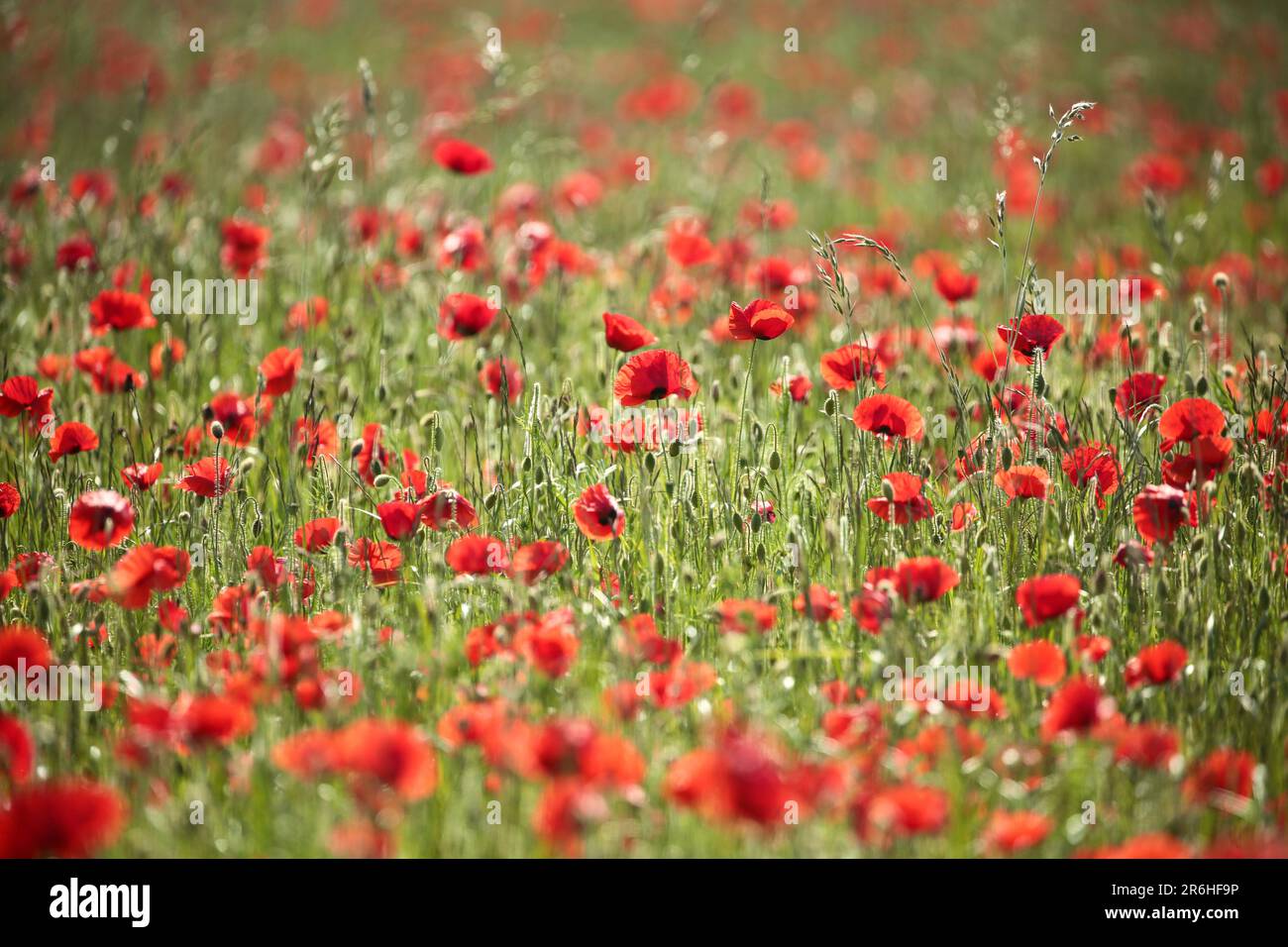 Monet type poppies hi-res stock photography and images - Alamy
