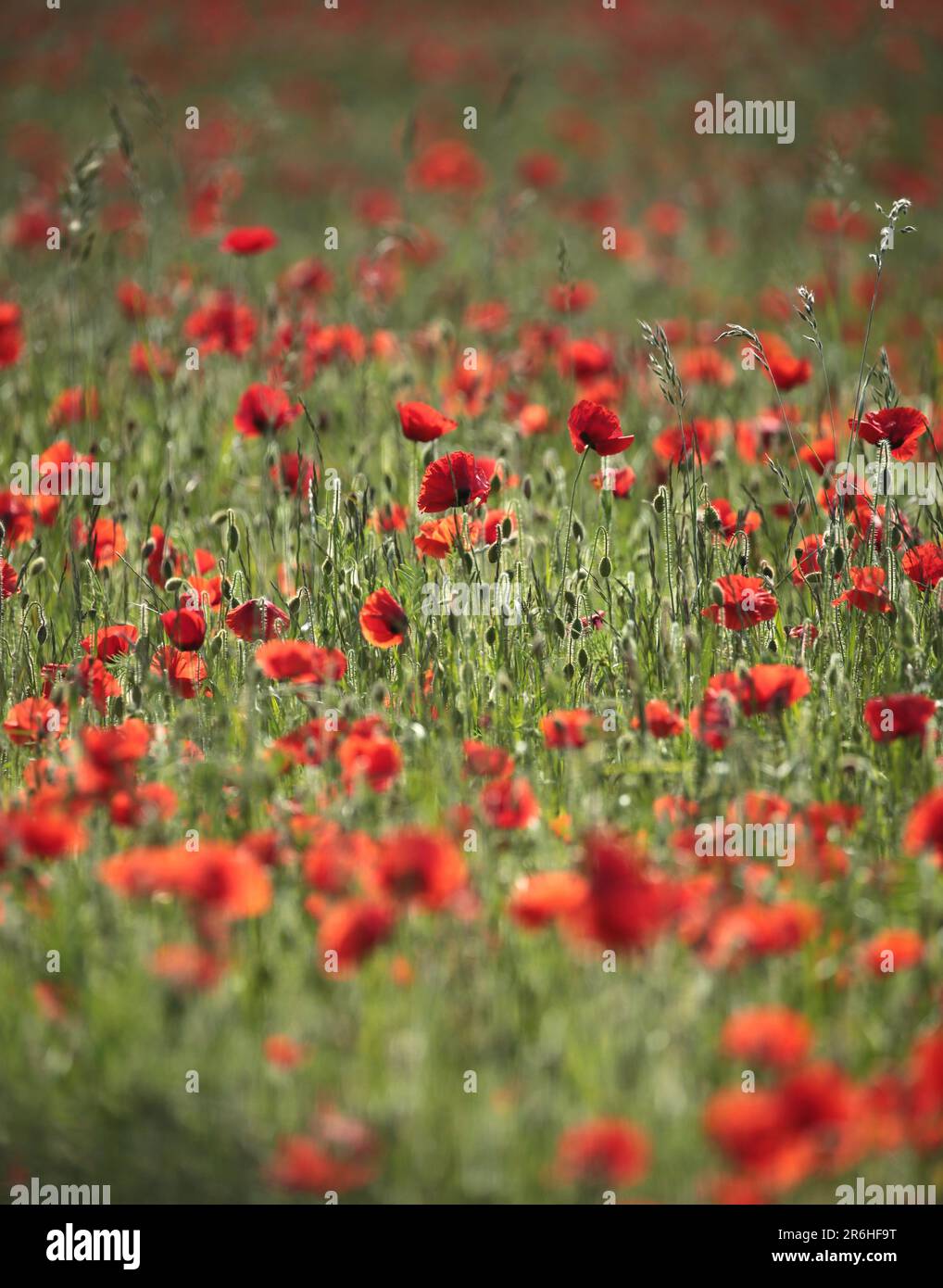 Monet type poppies hi-res stock photography and images - Alamy