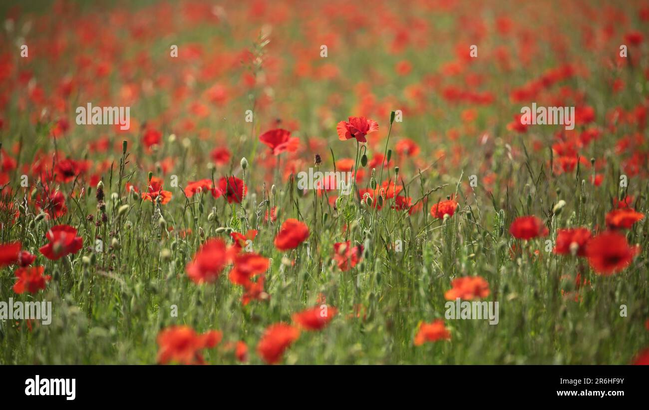Monet type poppies hi-res stock photography and images - Alamy