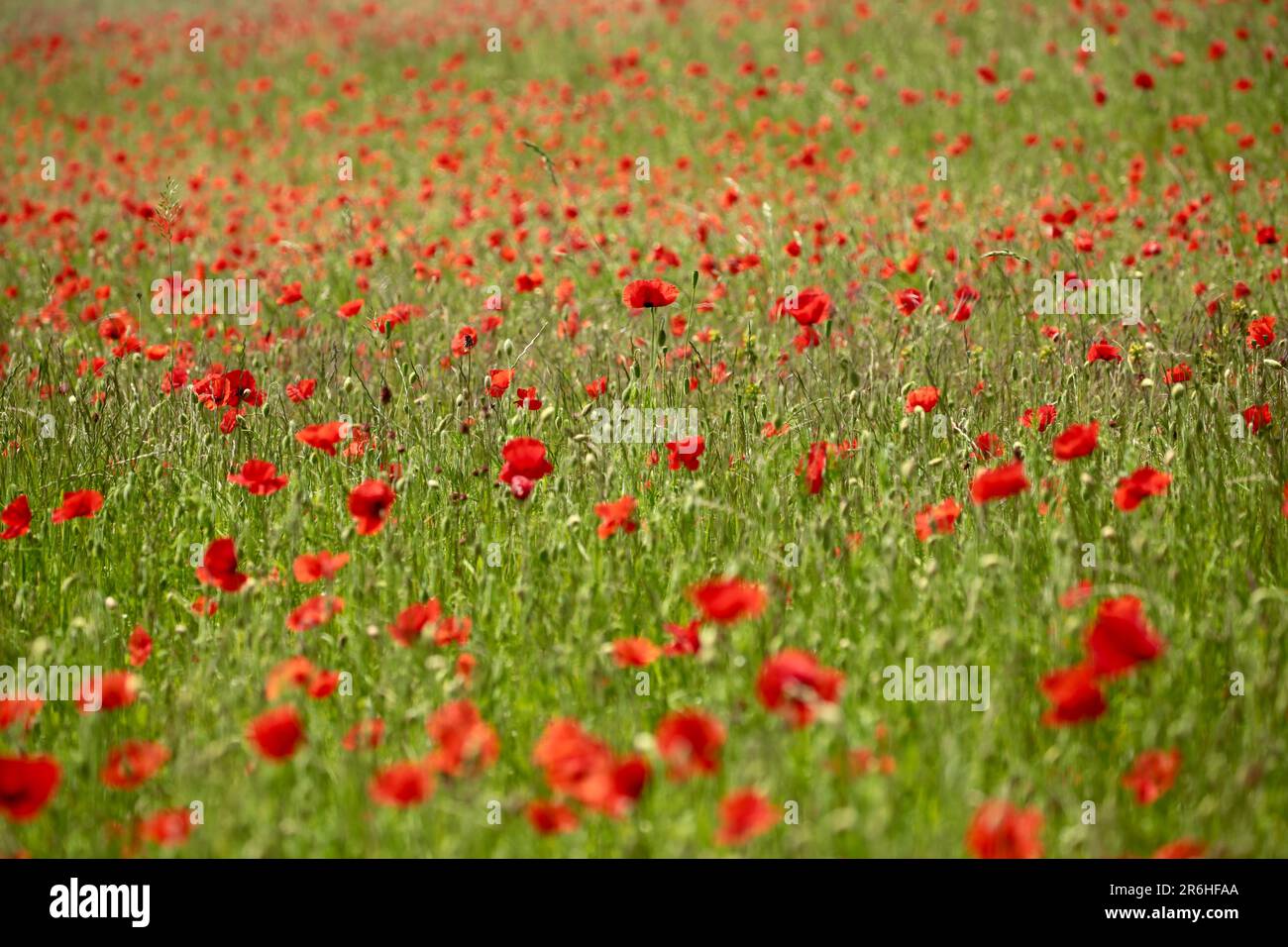 Monet type poppies hi-res stock photography and images - Alamy