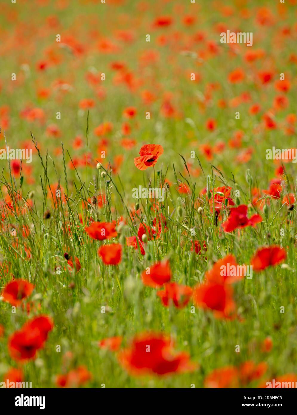 Wild poppies monet hi-res stock photography and images - Alamy