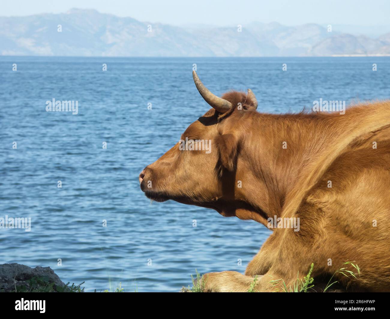 Picturesque scene capturing the serene beauty of a cow peacefully