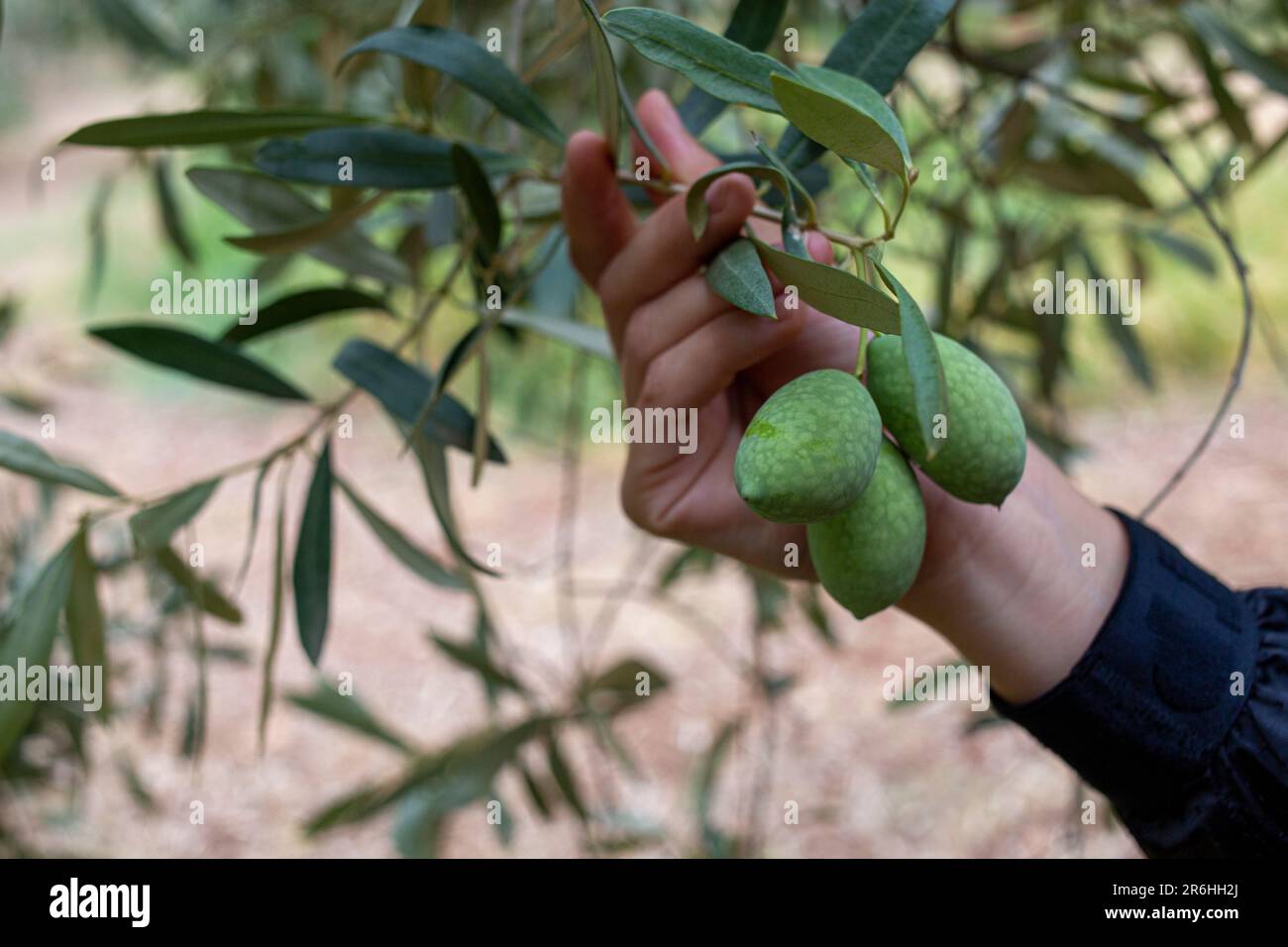 Hand holding olive branch hi-res stock photography and images - Alamy