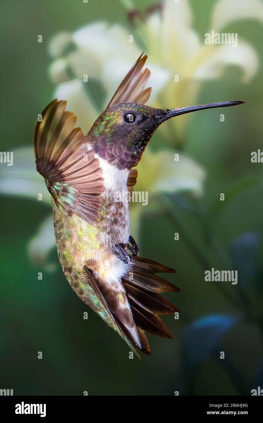 Colorful. iridescent Hummingbird hovering, flying next to flower to