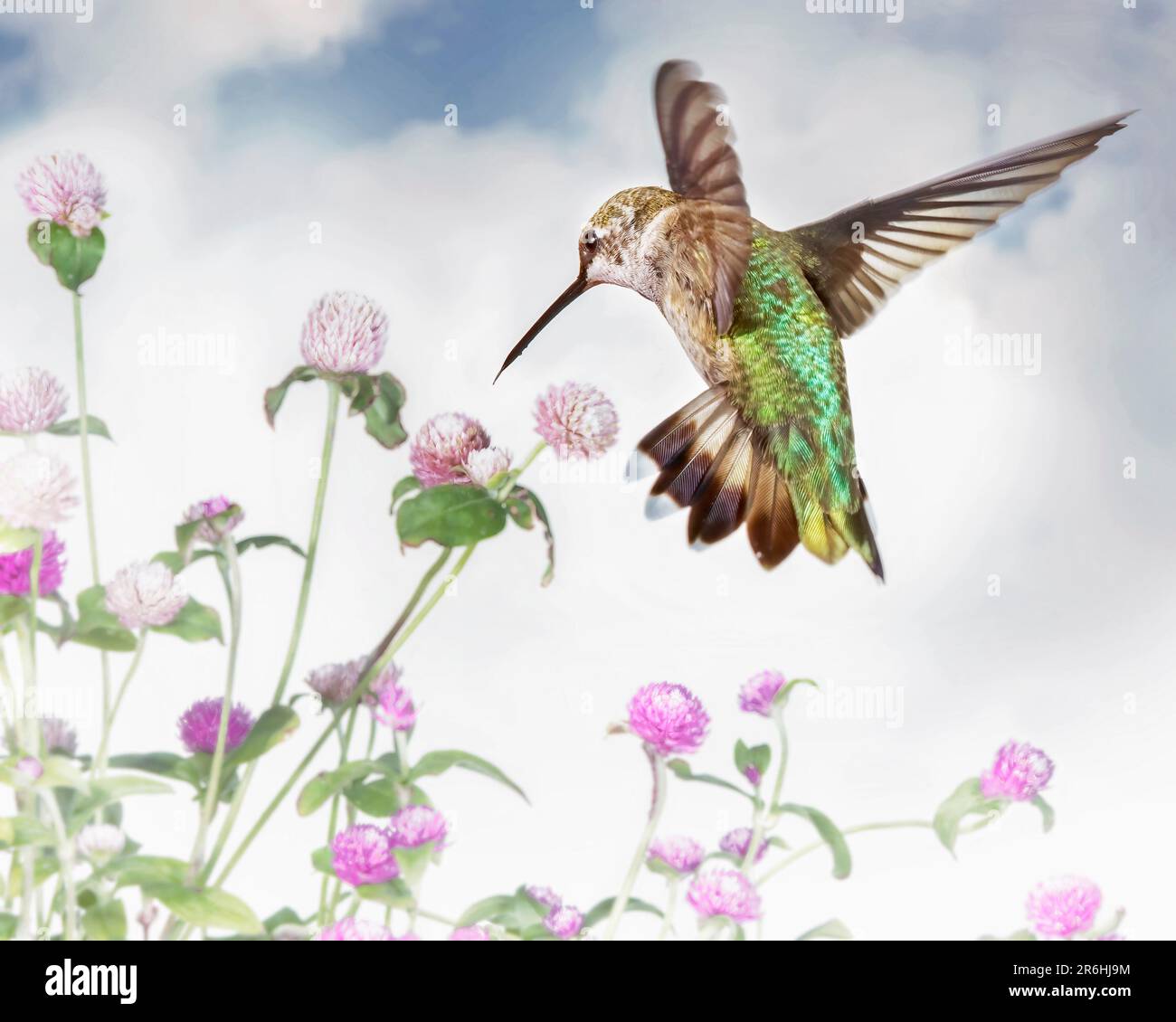 Colorful. iridescent Hummingbird hovering, flying next to flower to