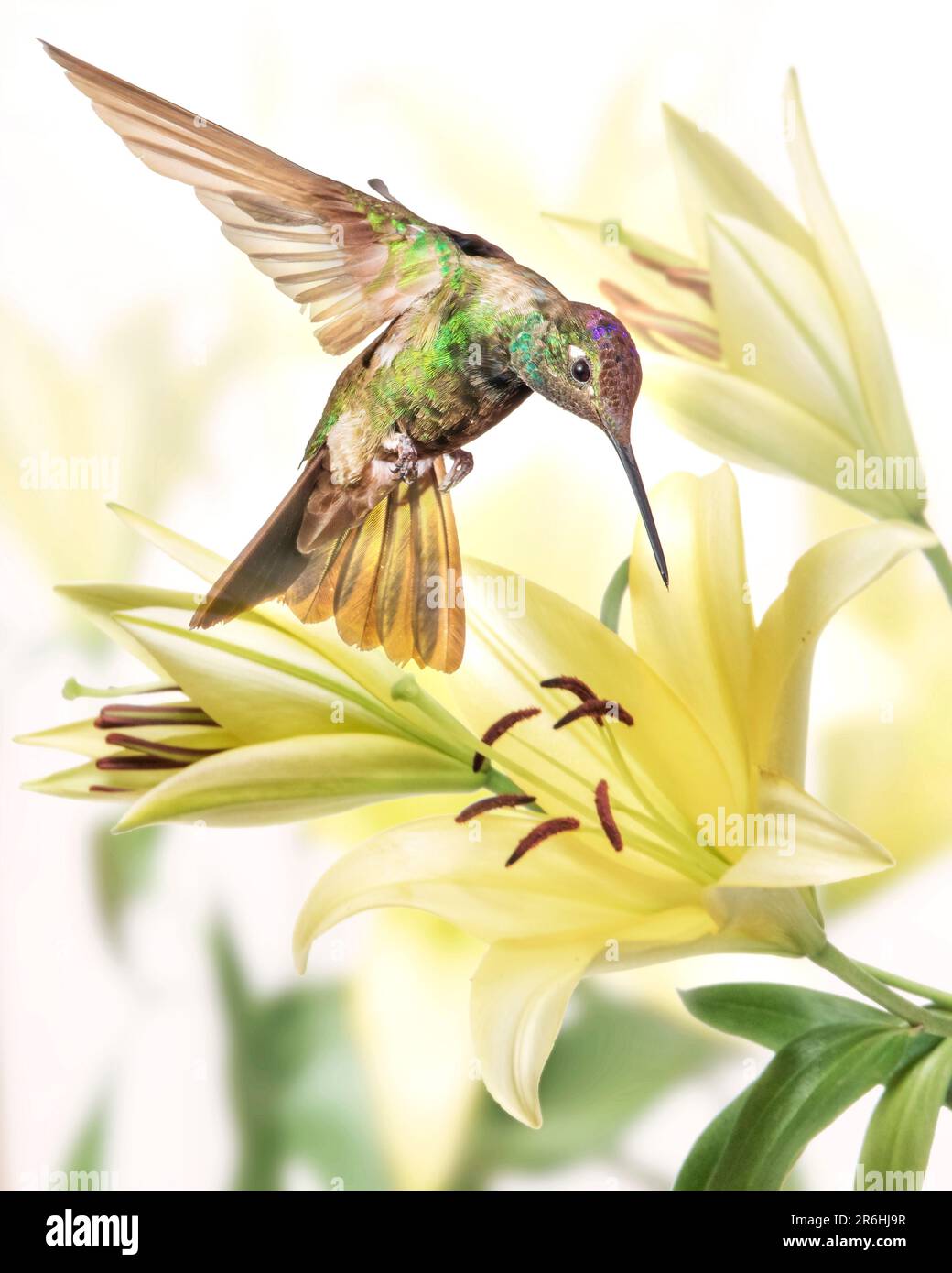 Hummingbird And Calla Lily Flowers Night Light