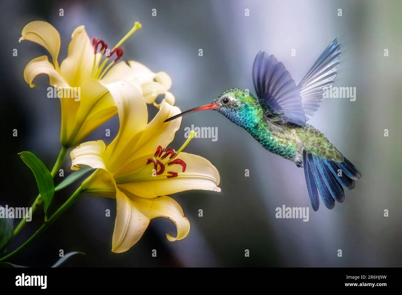 Colorful. iridescent Hummingbird hovering, flying next to flower to
