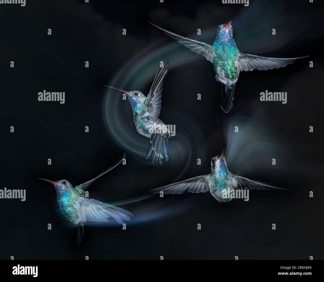 Group of 4 broad billed hummingbirds in flight with a motion blur on a black background Stock Photo