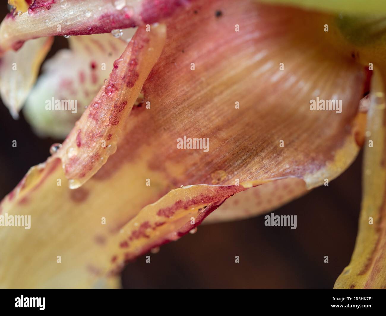 Petal closeup of a Yellow and red patterned Stanhopea Orchid flower in bloom, Australian coastal garden Stock Photo