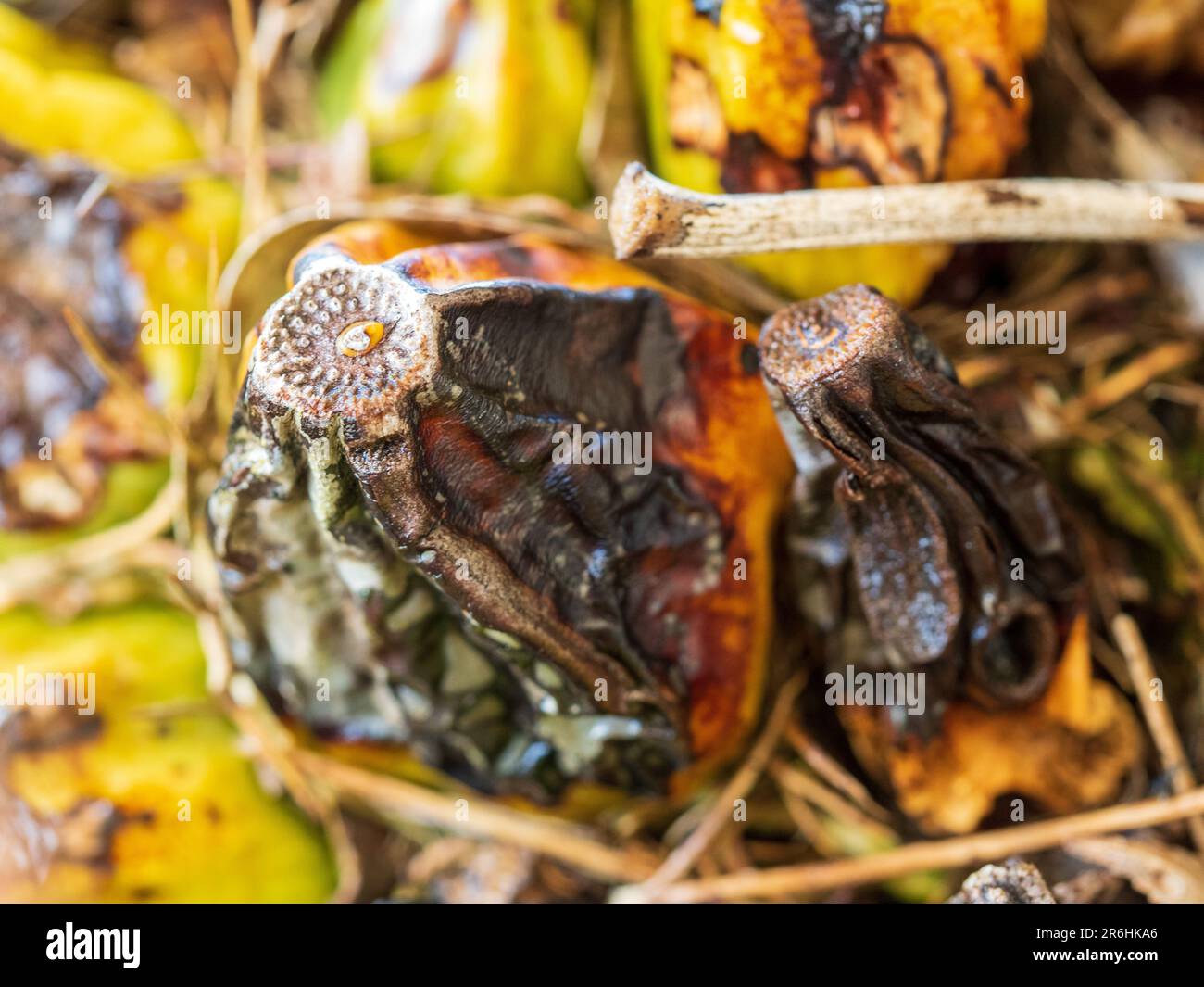 Unhealthy rotting Pseudobulbs of a Stanhopea or Upside down Orchid flowers Stock Photo
