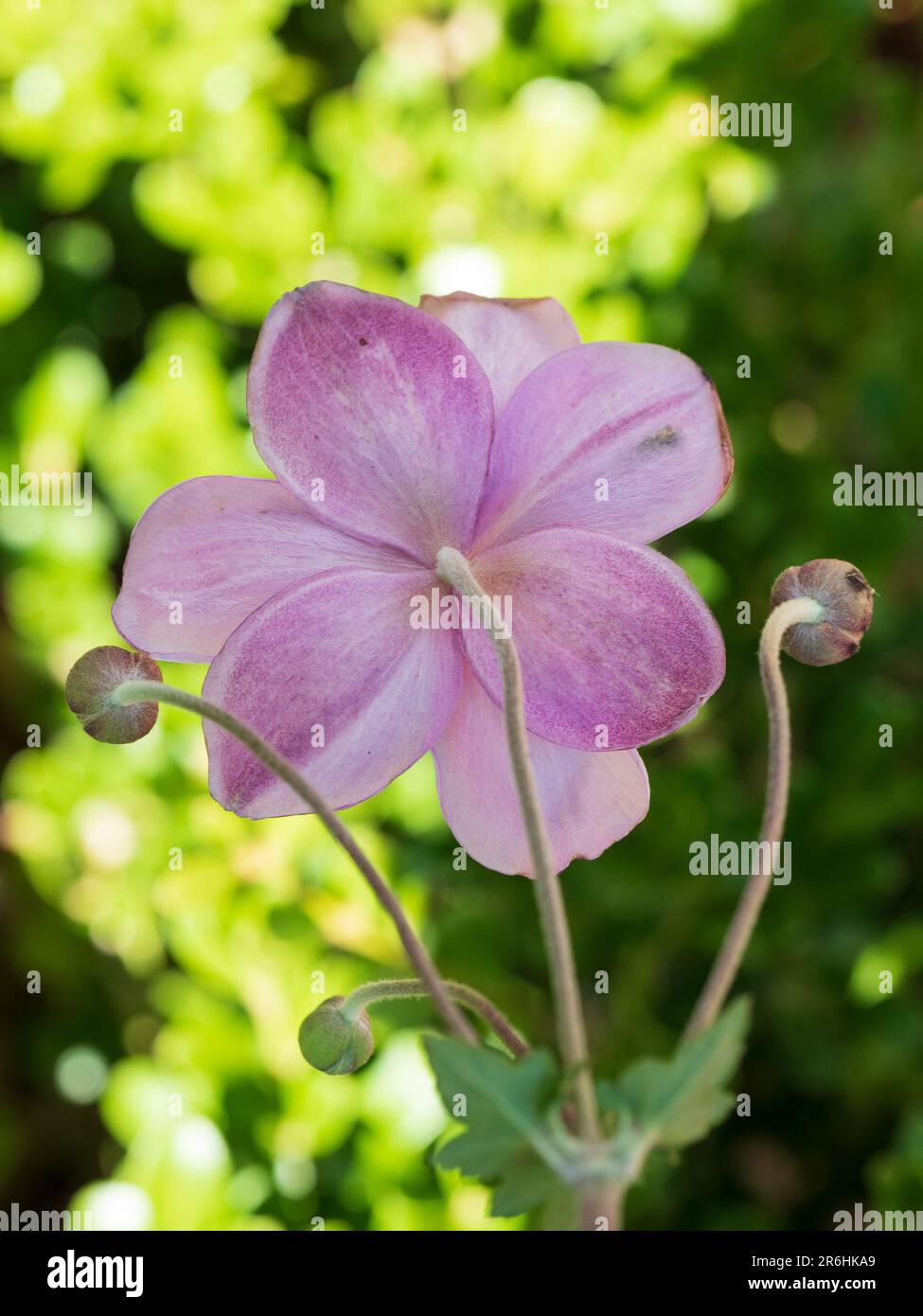 Willowy stemmed pink flower and buds, Japanese Windflower or anemone hupehensis, delightful closeup from behind, petals detail, Australia Stock Photo