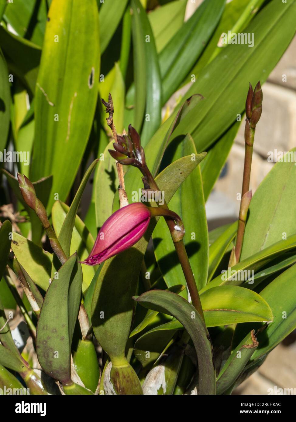 Beautiful magenta red bud of the Laeliocattleya orchid flower, Hsin Buu Lady, Australian garden Stock Photo