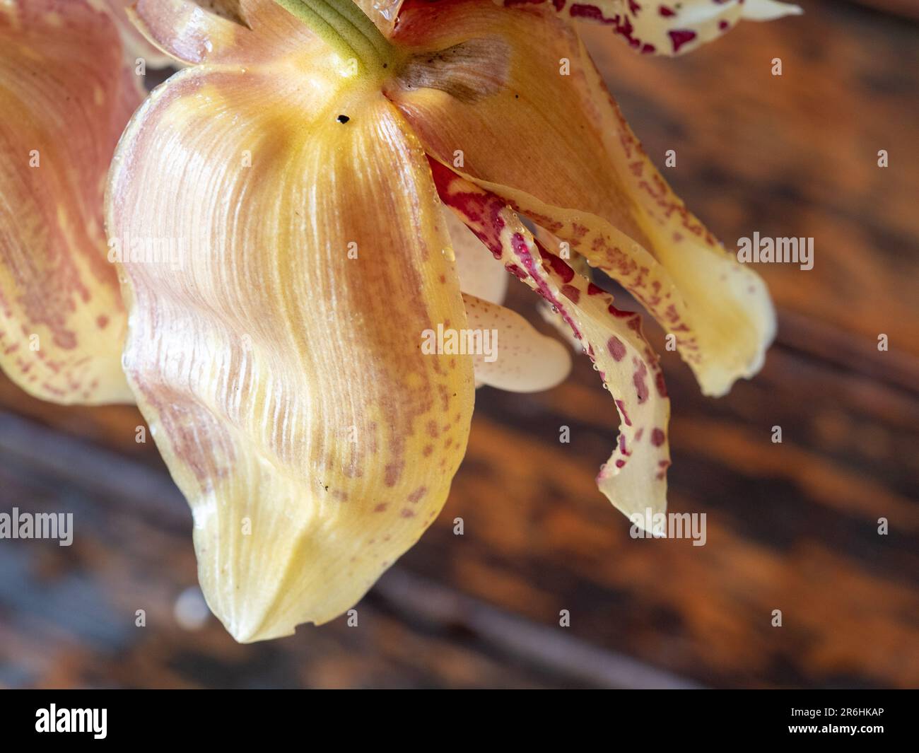 Yellow and red patterned Stanhopea Orchid flower petals from behind, Australian coastal garden Stock Photo