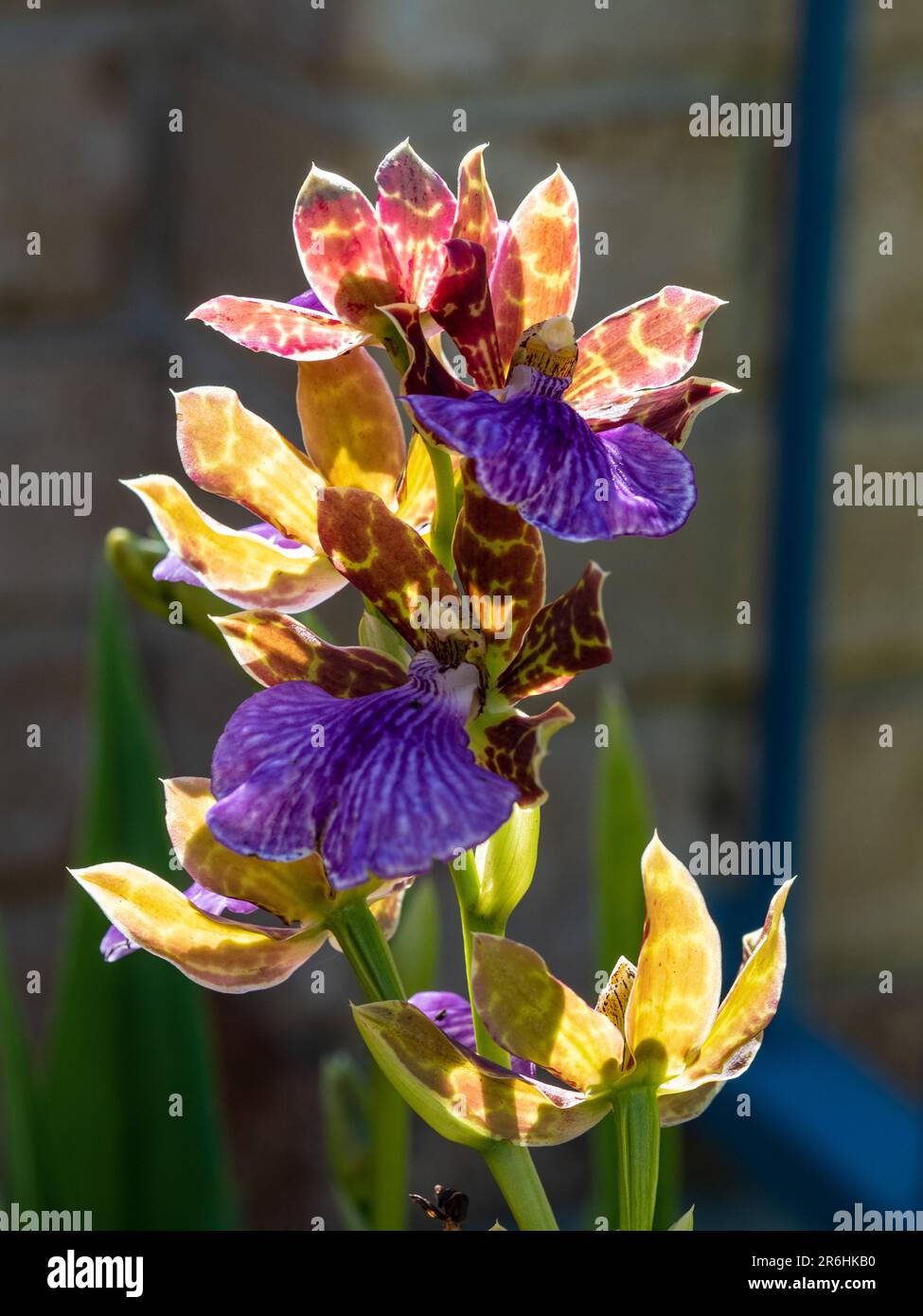 A stem of purple with dark red and yellow patterns Zygopetalum orchid flowers in the morning sunlight, Australian coastal garden Stock Photo