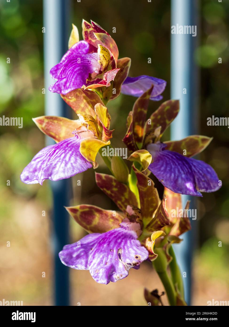 A stem of purple with dark red and yellow patterns Zygopetalum orchid flowers in the morning sunlight, Australian coastal garden Stock Photo