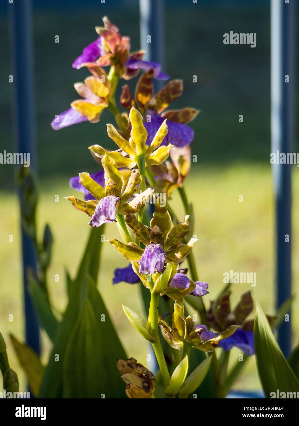 A tall stem of purple with dark red and yellow patterns Zygopetalum orchid flowers in the morning sunlight, Australian coastal garden Stock Photo