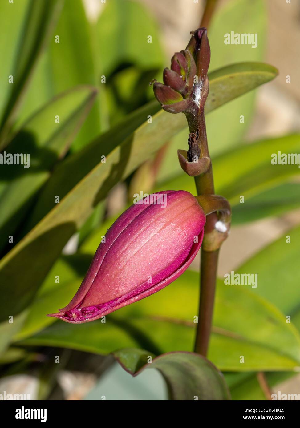 Closeup of cerise red bud of the Laeliocattleya orchid flower, Hsin Buu Lady, Australian coastal garden Stock Photo