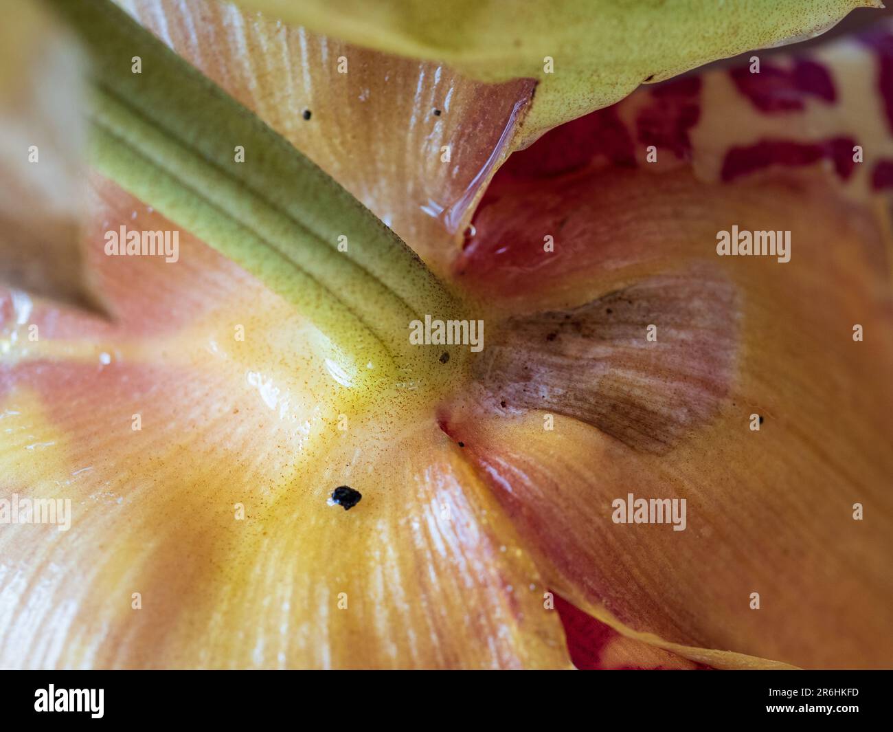 Macro closeup of a Yellow and red patterned Stanhopea Orchid flower where the green stem meets the petals, Australian coastal garden Stock Photo