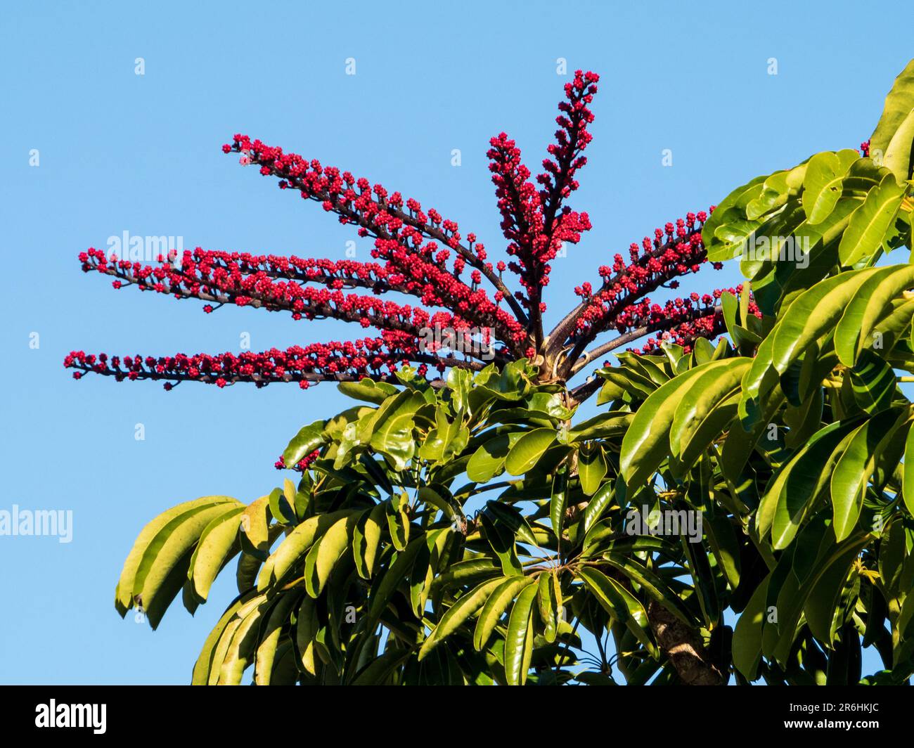 Large branched clusters of small red flowers on an umbrella tree, green leaves, Australian coastal garden Stock Photo