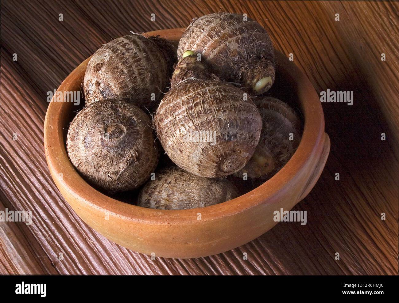 Jiló (Scarlet eggplant) is a fruit known for its bitter taste, widely  consumed in Brazil in the form of a salad or fried with salt Stock Photo -  Alamy