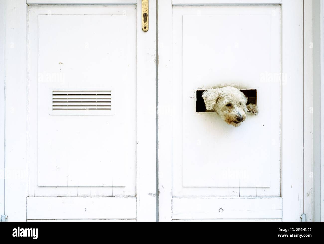 Little dog is watching outside of the white door Stock Photo