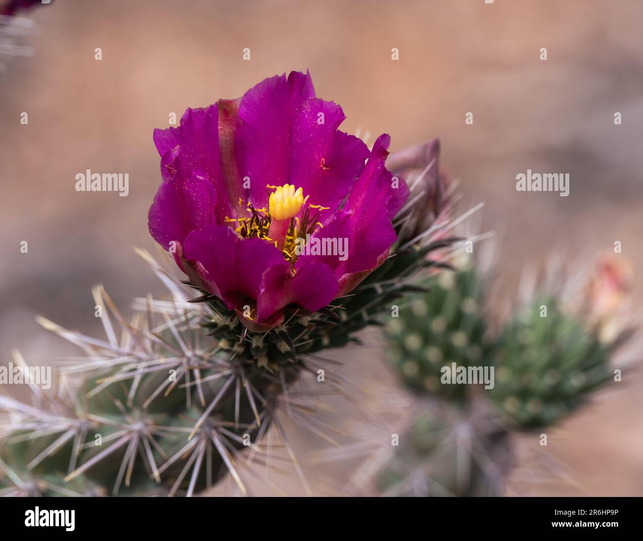 Chola Tree Pillar of fire desert hi-res stock photography and images - Alamy