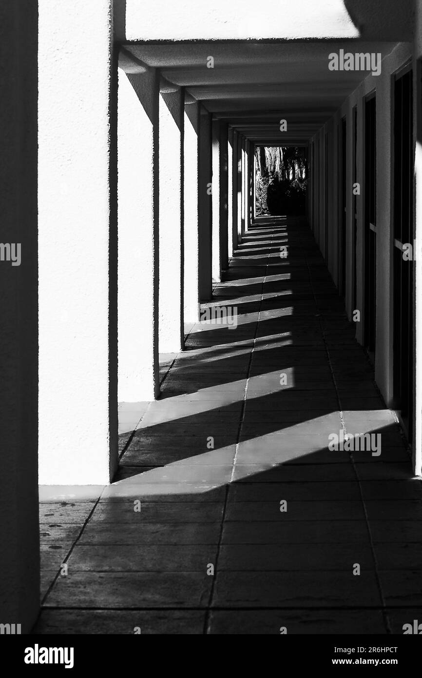 Tree Chola Cactus Flower, Spanish Bell Tower, Organ Mountains, Fire