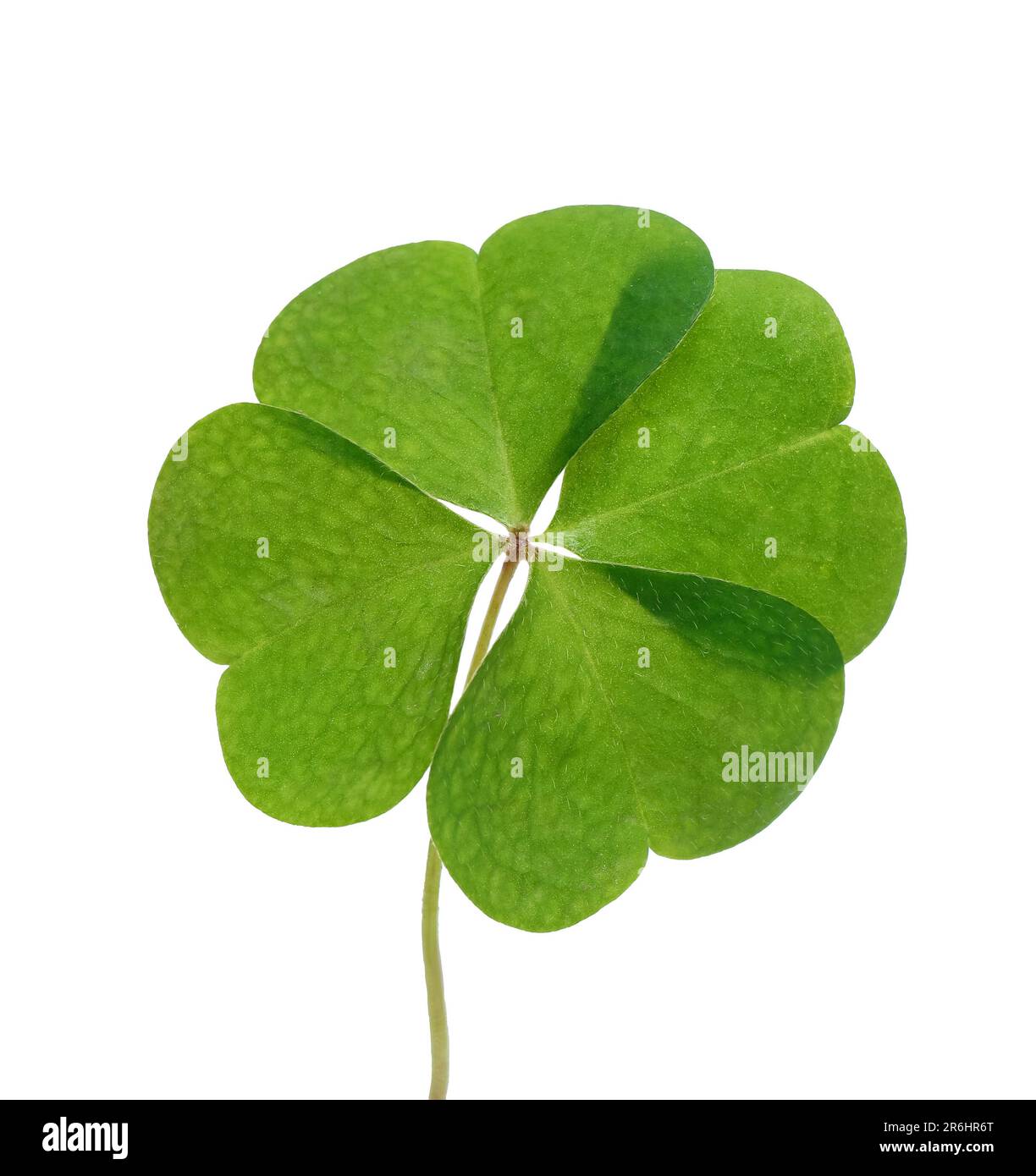 Beautiful green four leaf clover isolated on white Stock Photo Alamy