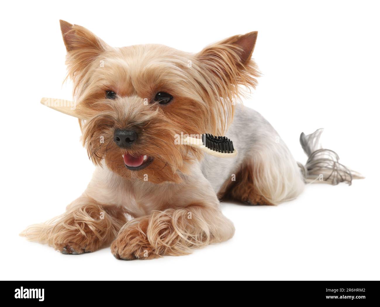Brushing teeth dog on white Cut Out Stock Images Pictures Alamy